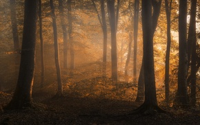 nature, trees, forest, mist, landscape, fall