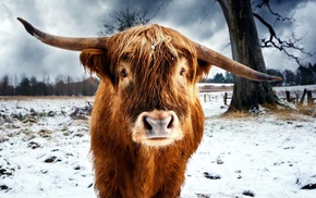 winter, cows, nature, animals, trees, snow