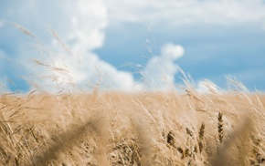 nature, field