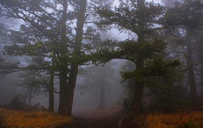 path, forest, grass, mist, landscape, nature