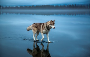 lake, walking, Siberian Husky, water, reflection