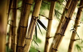 bamboo, photography