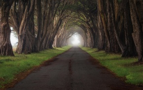 trees, landscape, road