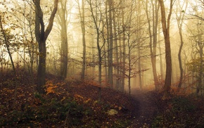 fall, landscape, mist, nature, path, forest