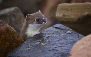 Least Weasel, ferret, nature, animals