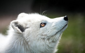 blurred, animals, nature, arctic fox