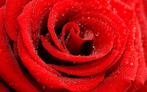 photography, water drops, rose