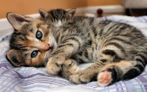 kittens, cat