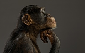 chimpanzees, monkeys, animals