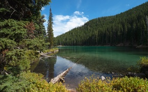 trees, lake