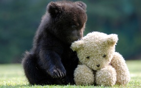 animals, teddy bears, bears, cubs