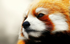 animals, red panda
