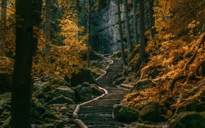 path, dark, landscape, stairs, fall, forest