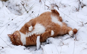 winter, animals, cat, snow