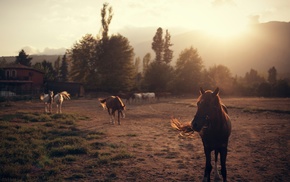 horse, landscape