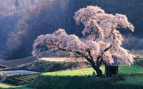 trees