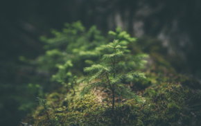nature, macro, forest, green, trees