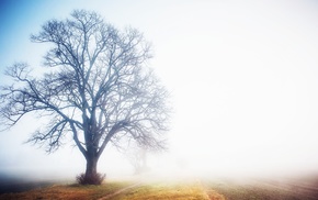mist, trees