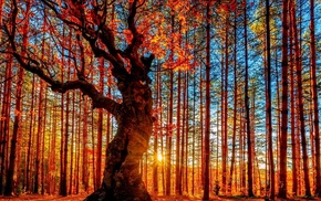 fall, trees, Sun, Bulgaria, branch, people
