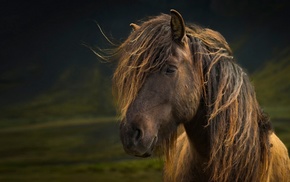 horse