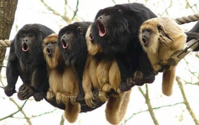 howler monkey
