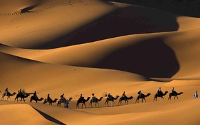 camels, desert