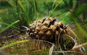nature, depth of field, cones, grass, plants, leaves