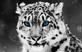 animals, nature