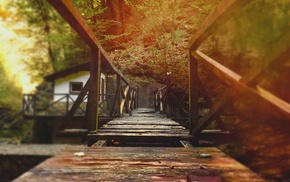 landscape, nature, forest