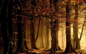 trees, nature