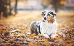 leaves, maple leaves, fall, dog