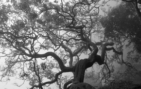 trees, nature, monochrome, branch, spooky