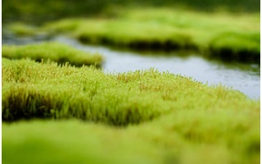 closeup, depth of field, grass, river