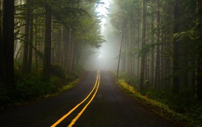 road, lines, grass, forest, trees, nature