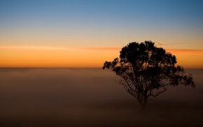 trees
