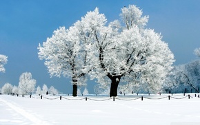 winter, snow, trees