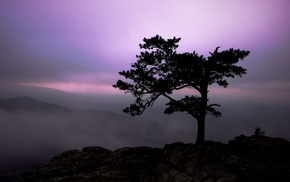 trees