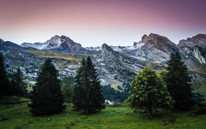 France, Aravis, pine trees, trees, nature, The Aravis