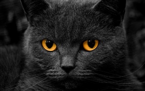 cat, orange eyes, shadow