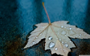 water drops, leaves