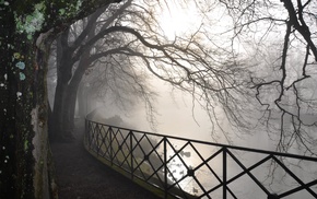 birds, mist, trees