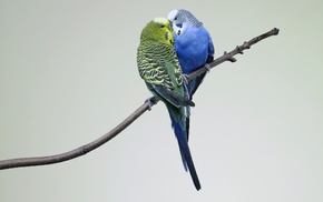 budgies, animals, birds, kissing