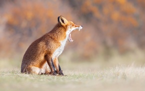 fox, animals, teeth, yawning