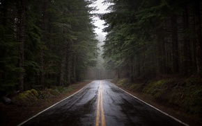 road, mist, grass, trees, wet, forest