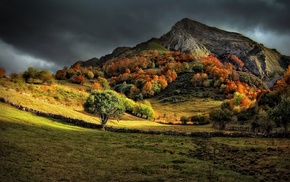 fall, dark, nature, sunlight, trees, landscape