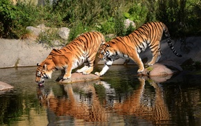 Bengal tigers, animals