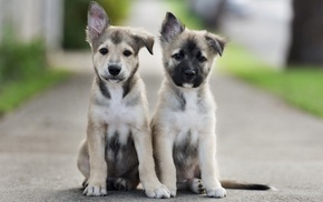 dog, animals, depth of field