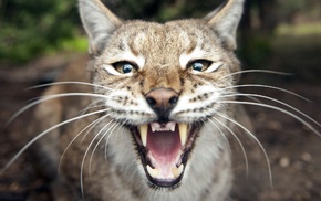 big cats, nature, open mouth, animals, lynx