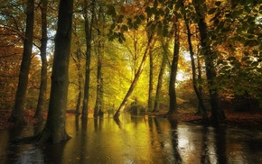 water, trees, leaves, fall, nature, sunlight