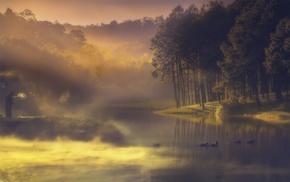 forest, lake, water, hill, duck, sunrise